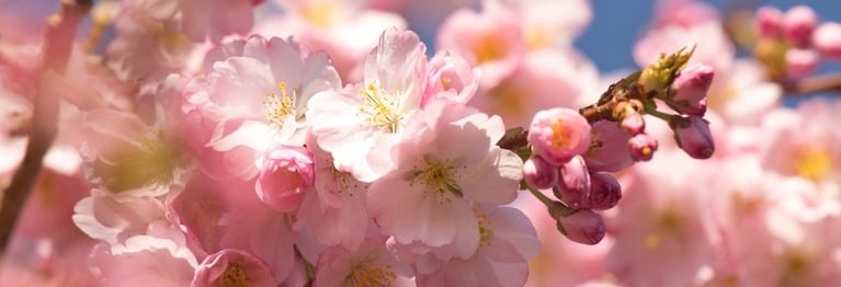 Soll ich denn einen Sommertag dich nennen,
dich, der an Herrlichkeit ihn überglänzt?
Dem Mai will Sturm die Blütenpracht nicht gönnen,
und Sommers Herrschaft ist so eng begrenzt.

William Shakespeare (1564 - 1616)