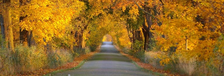 Der Oktober (...)
Geh nur weiter. Bleib nicht stehen.
Kehr nicht um, als sei's zuviel.
Bis ans Ende mußt du gehen.
Hadre nicht mit den Alleen.
Ist der Weg denn Schuld am Ziel? (...)

Erich Kästner (1899-1974)