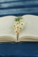 Aufgeschlagenes Buch auf blauem Untergrund. Gänseblümchen liegen auf den Buchseiten.