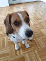 Lucy