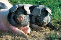 Saugut! Feines und Gemeines rund ums Schwäbisch-Hällische Landschwein.