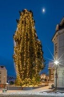 Bücher bis zur Baumspitze