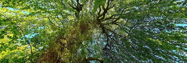 Will dir den Frühling zeigen,
der hundert Wunder hat.
Der Frühling ist waldeigen
und kommt nicht in die Stadt.

Rainer Maria Rilke (1875 - 1926)