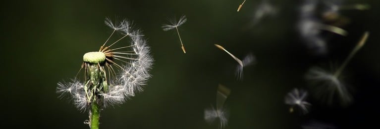 Die weiße Kugel des Löwenzahns
hat winzige Zähne aus Hauch.
Wenn nicht der Wind in sie fährt,
bleibt die
empfindlichste Blume
unvermehrt.