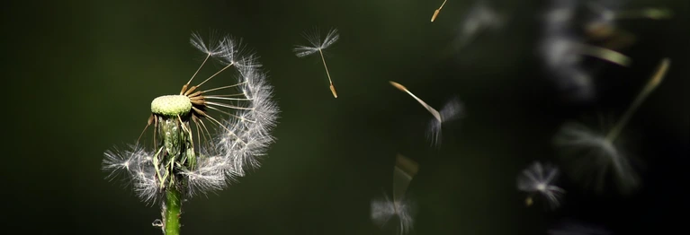 Die weiße Kugel des Löwenzahns
hat winzige Zähne aus Hauch.
Wenn nicht der Wind in sie fährt,
bleibt die
empfindlichste Blume
unvermehrt.