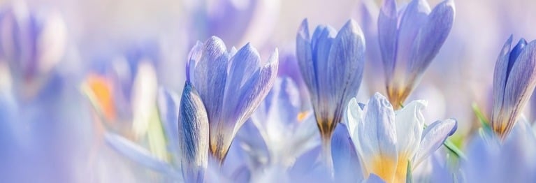 Mit blauem Krokus hat das Gras
sich bis zum Silberstrand geschmückt. (...)
Im Flor des blauen  Hauchs gerinnt
der Lärm der schwarzen Stadt. (...)

Paul Zech (1881 - 1946)