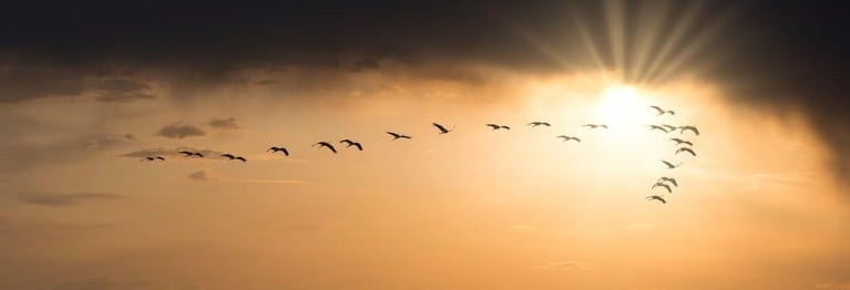 Übern Garten durch die Lüfte
Hört ich Wandervögel ziehn,
Das bedeutet Frühlingsdüfte,
Unten fängt's schon an zu blühn.
(...)
J. von Eichendorff (1788 - 1857)