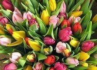 Unser Bücherpicknick startet in den Frühling!