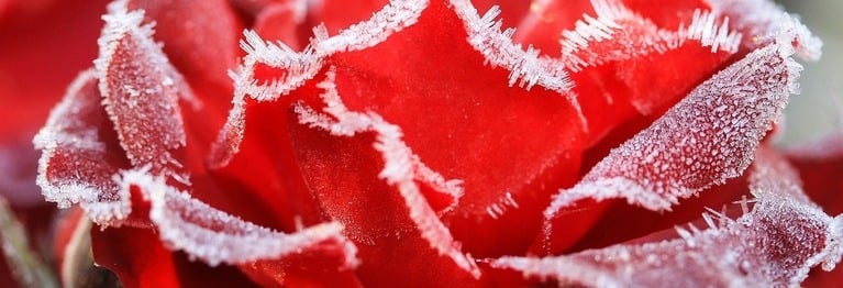 Gott schenkt uns Erinnerungen,
damit wir Rosen haben im Dezember.

J. M. Barrie (1860 - 1937), schottisch-englischer Dramatiker und Erzähler, Schöpfer des 'Peter Pan'