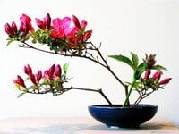 Ikebana-Abend