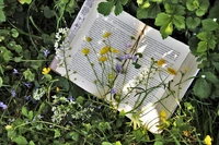 Bücher-Picknick im Park - Keine Langeweile in den Sommerferien