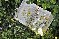 Bücher-Picknick im Park - Keine Langeweile in den Sommerferien