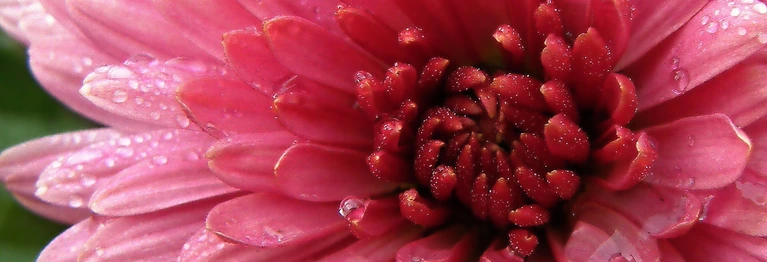 Fröstelnd geht die Zeit spazieren.
Was vorüber schien, beginnt.
Chrysanthemen blühn und frieren.
Fröstelnd geht die Zeit spazieren.
Und du folgst ihr wie ein Kind.