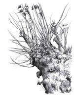 Marco Altenhoff KOPFBAUM-IMPRESSIONEN Ausstellung