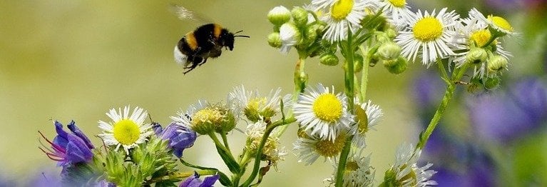 mihiramoments/Bangalore "The bumblebee doesn't know that it can't fly."