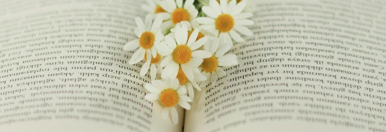 Aufgeblättertes Buch mit Gänsenblümmchen in der Mitte