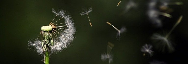 (...) Wenn nicht der Wind 
in sie fährt
bleibt die
empfindlichste Blume
unvermehrt

Rose Ausländer (1901 - 1988)